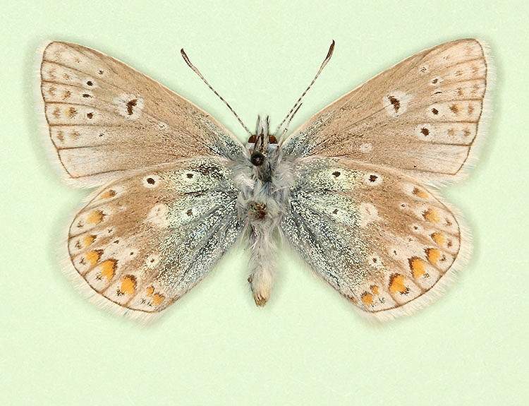 Polyommatus icarus male (aberrant form subobsoleta) (Internet Image property of respective owner, non-commercial use only)